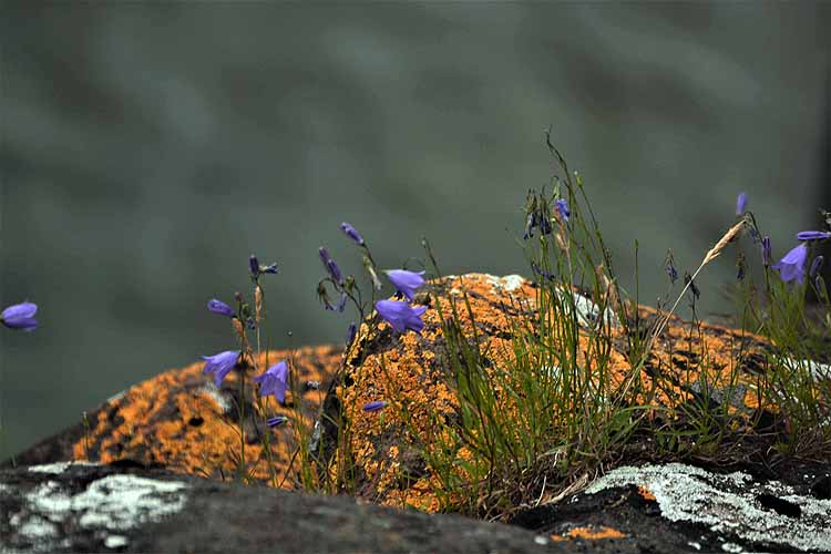 algae and flowers